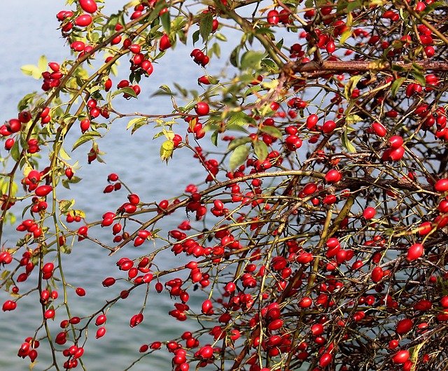 Rose hips are proof of this