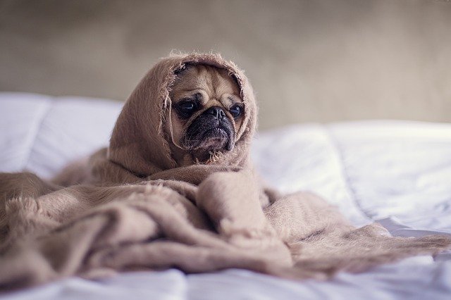 Neutering as Elimination of Undesirable Behavior