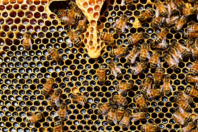 Exposure to toxic pesticides in Brazil has resulted in the death of 500 million honey bees